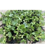 100 Water Hyacinths Pond Plants Premium Quality  - $135.00