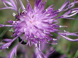 50 Giant Violet Queen Cleome Spider Flower Seeds Perennial From US  - $8.35