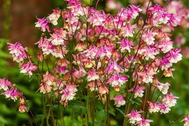 US Seller 50 Rose Star Columbine Aquilegia Caerulea Bicolor Rose Pink White Flow - £11.32 GBP