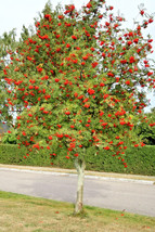 10 Seeds Europ EAN Mountain Ash Heirloom Seeds For Quick And Beautiful Garden Mak - $18.00