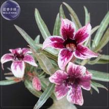 2 Seeds Zhu Erdu Pink Dark Red Adenium Desert Rose Single Petals Gardening USA S - $6.22