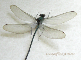 Broad-winged Damselfly Archineura Hetaerinoides Dragonfly Entomology Sha... - $68.99