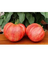 FREE SHIPPING 20 Organic Pink Jazz tomato seeds Juicy Sweet Tasty Beefsteak - £9.81 GBP