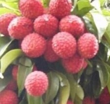 Mauritius Lychee Tree Fruit Plant Live Great Plant For Your Home Garden - £171.56 GBP