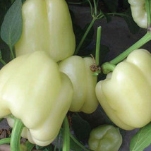 Sweet White Bell Pepper Seeds, Original Pack, Heirloom Non-GMO Tasty Vegetables, - £8.61 GBP