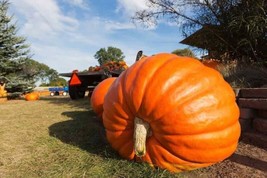 25 Giant Pumpkin Seeds Organic Delicious Fruit From Us  - $9.44