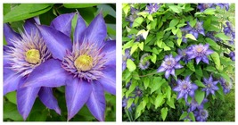 Live Plant - Multi Blue Clematis - NEW! - Navy Blue Double Flower - 2.5&quot;... - $50.99