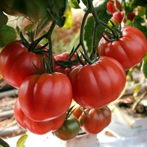 Monte Rosa Tomato Seeds (5) - Organic Heirloom Garden Seeds, Cultivate Flavorful - £5.47 GBP