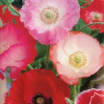 Poppy Shirley Mix Red &amp; Pink Fall Planting European Fields Rhoeas GMO 20... - $7.36