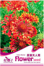 30 Pack Gaillardia Pulchella Sundance Us Seller - £6.15 GBP