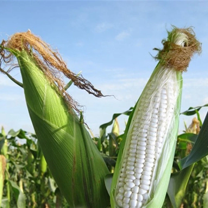Sweet sticky Corn/ Bap Nep Seeds/ Asian Corn Seeds/ Easy Plant Seeds - $4.58