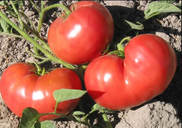 Tomato German Johnson 25 Fresh Organic Seeds Non-Gmo Heirloom Open Pollinated Ga - £3.18 GBP