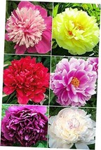 20+ Mixed Peony Flower Seeds Double Beautiful Perennial Bonsai Plant Garden - $26.52