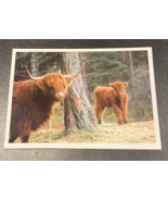POSTCARD - HIGHLAND COHEN COW AND CALF -  STRATHKYLE, SUTHERLAND, SCOTLAND - €5,14 EUR