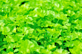 10,000 BULK CELERY SEED Microgreen Vegetable Seeds for Sprouting or Planting - £9.55 GBP
