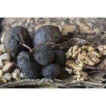 Pure Herbs: Black Walnut Hulls - 1 oz. (Natural Herbal Extracts) image 3
