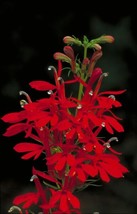 Lobelia Cardinalis Cardinal Flower Seeds Garden USA SELLER - $17.98