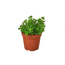 Nettle &#39;Baby&#39;s Tear&#39;-4&quot; Pot - $528.89 MXN