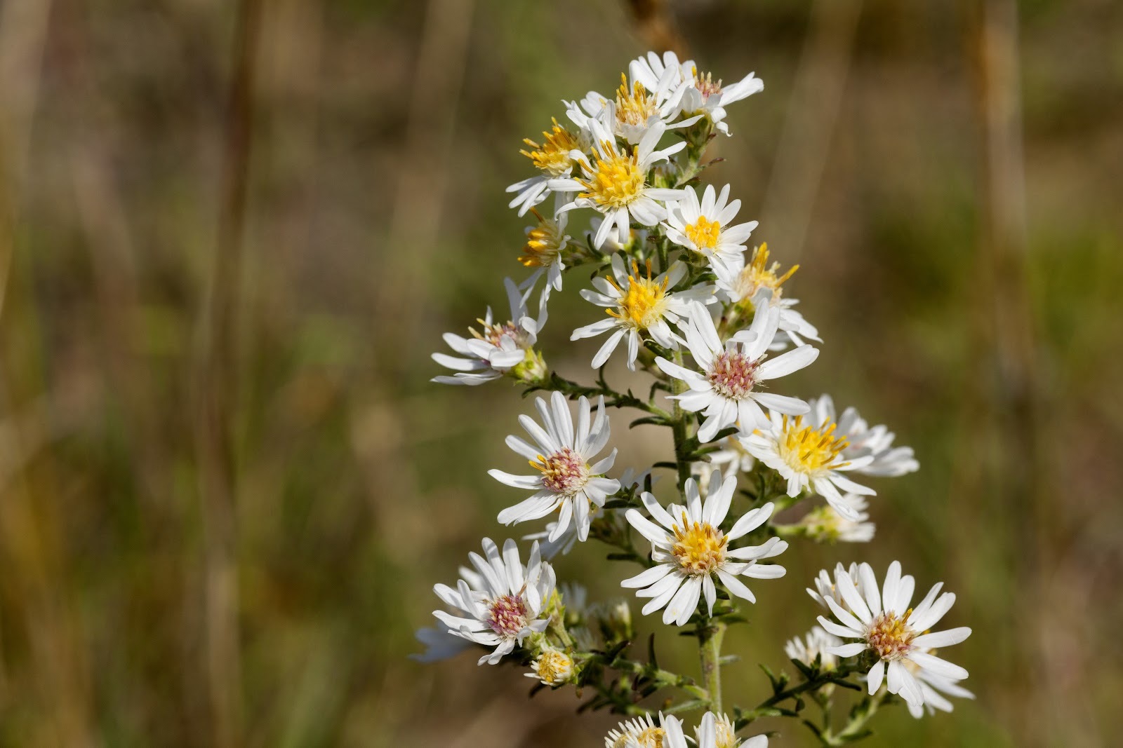 Heath Aster 300 Seeds for Planting | Aster ericoides | White Heath Aster - $17.00