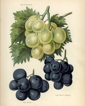 12817.Poster print.Room Wall design.Vintage garden fruit.Grapes.Kitchen decor - £13.02 GBP+