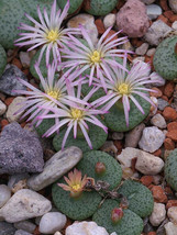 HS Conophytum Obcordellum Ssp Ceresianum Living Stones Mesemb Cacti Seed... - $19.54