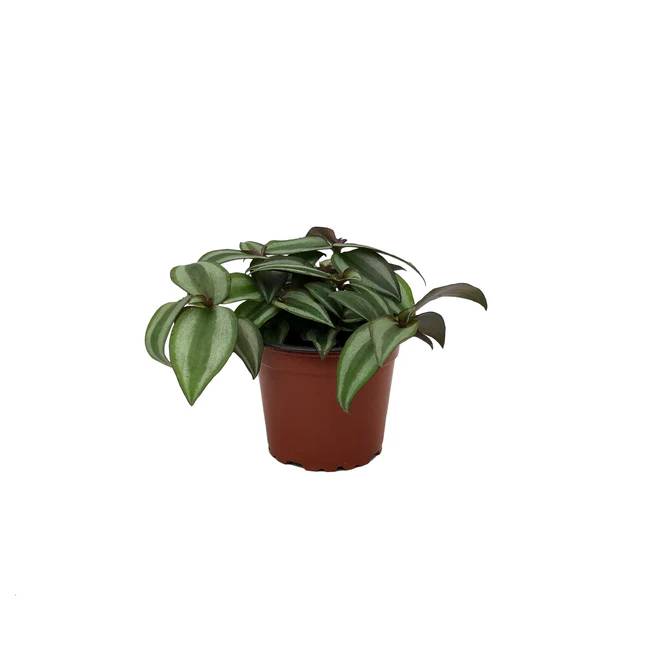 BPASTORE Tradescantia Zebrina 3.5 Until 4 Inch Pot Fast Shipping - £15.45 GBP