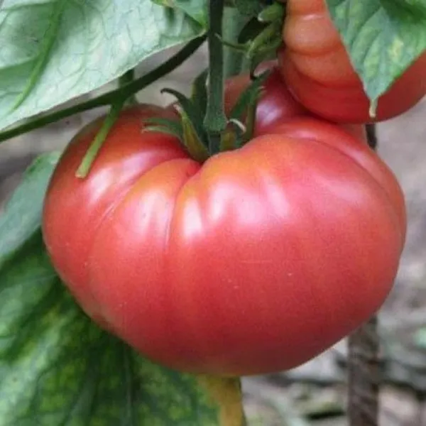 Fresh 100 German Johnson Tomato Seeds - Non-Gmo Heirloom - £8.16 GBP