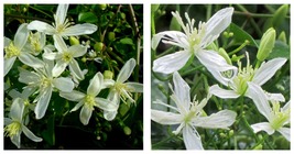 Clematis Sweet Autumn Paniculata 1 Live Starter Plants in 2 Inch Growers Pots - £43.79 GBP