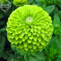 Zinnia Dahlia Giant Lime Queen Zinnia Elegans Professional Pack 50 Envy - £7.79 GBP