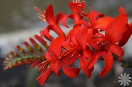 Crocosmia Lucifer 100 Seeds Bright Red Flowers Seeds Fresh Gardening USA... - £6.69 GBP