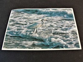  Snowy egret on Florida Beach - 1985 Postmarked Postcard. - £6.04 GBP