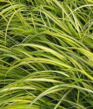 &quot;OGON&quot; Golden Variegated Sweet Flag - Acorus gramineus - 8 Single Plants - £31.09 GBP