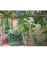 Fresh 10 Dipper Gourd Seeds - $13.46 CAD