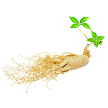 10 Seeds Chinese/Korean Panax Ginseng Seeds Asian For Planting Nutrition Fresh - $11.22