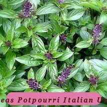 6432 teas potpourri italian usa pop thumb200