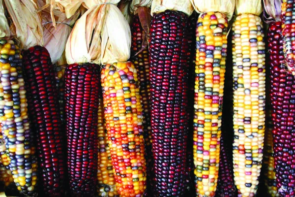 Indian Ornamental Corn Seeds 30 Ct Rainbow Vegetable Non Gmo Fresh Garden - £7.47 GBP