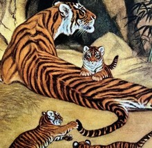 Bengal Tiger And Cubs 1954 Art Print Paul Bransom Marlin Perkins Zoopara... - £39.33 GBP