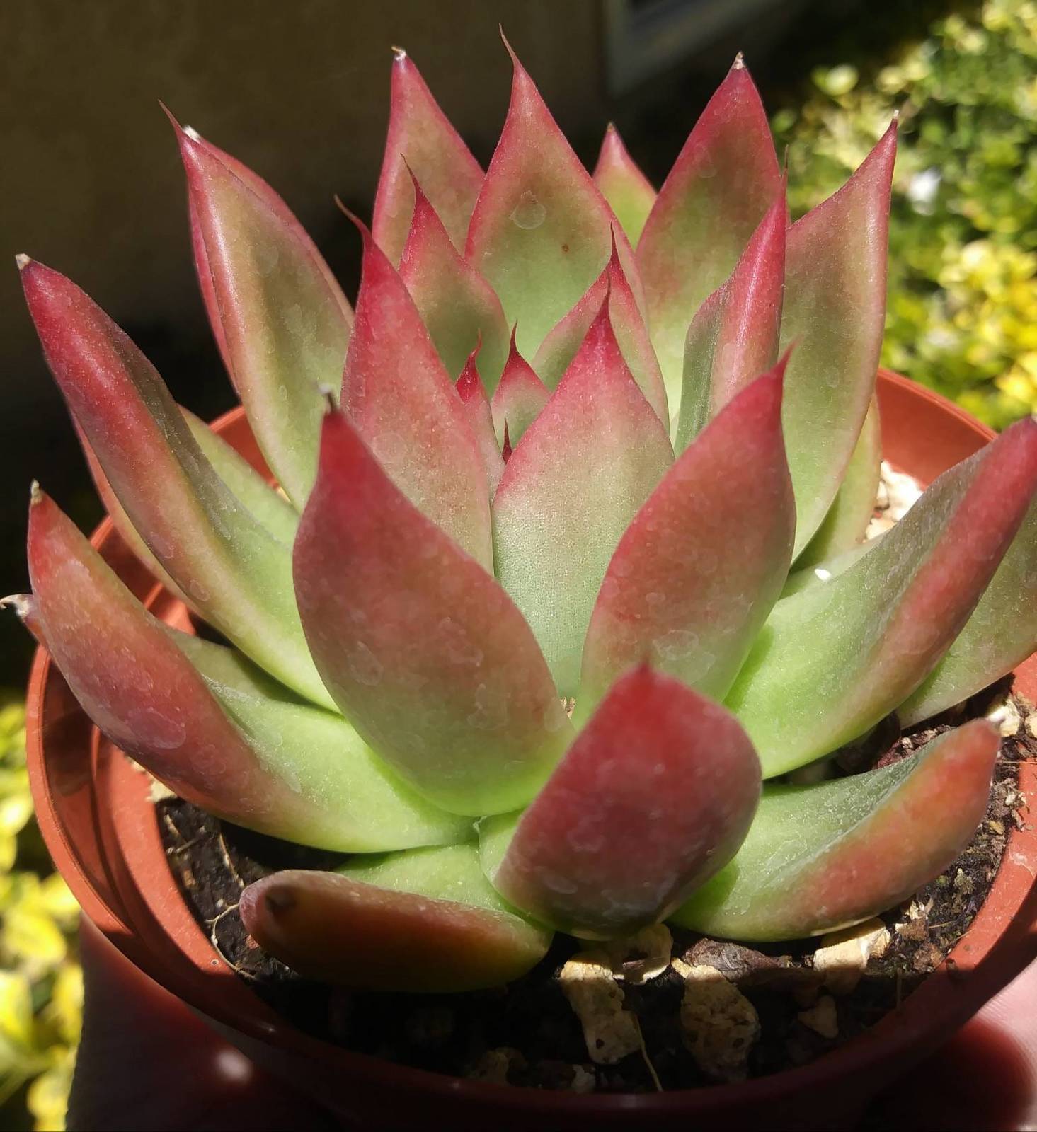 Echeveria Agavoide  Frank Reinelt (4&quot; pot) - $10.99