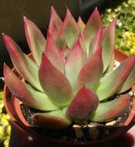 Echeveria Agavoide  Frank Reinelt (4&quot; pot) - $209.21 MXN