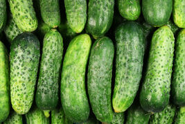 National Pickling Cucumber Seeds, Pickles, Gherkins, NPPA, NON-GMO, FREE... - €1,36 EUR+