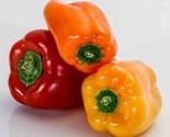 50 California Wonder Bell Pepper Seeds Fast Shipping - £7.20 GBP