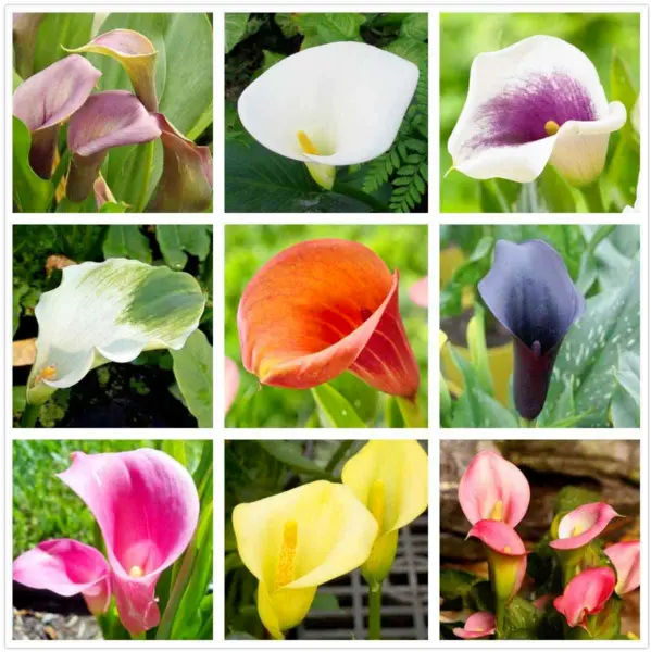 Calla Lily Mix 100 Seeds Flowers Easy To Grow Fresh Garden - $21.98