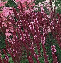 TH 40 Seeds Salvia &quot;Rose Queen&quot; Flower Seeds Sage  Long Lasting Perennial - £12.03 GBP