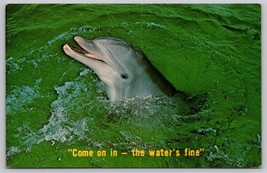 Vintage Dolphin Come on in Water is fine Miami Florida Postcard - £2.36 GBP