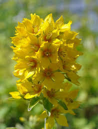 “ 100 PCS Lysimachia Punctata Perennial Seeds GIM ”