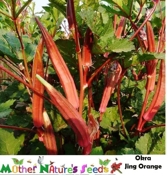 Okra Jing Orange Delicate Red/Orange Pods 6&quot;&quot; Long Asian Variety Non-Gmo 50 Seed - £6.28 GBP