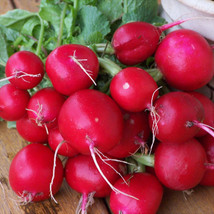 LimaJa Champion Radish Seeds, 200 Ct Heirloom Vegetable Garden NON-GMO  - $2.00