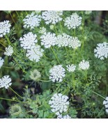 5 Queen Annes Lace Plants Bare Root Daucus Carota Wildflower Transplant ... - $25.58