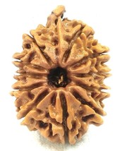 Rare Collector Size 11 Mukhi Ganesha Rudraksha - Nepal - Lab Certified - $173.25