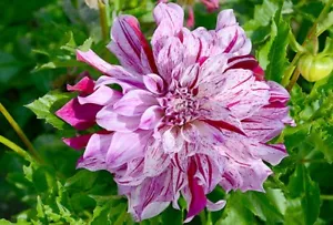 1 BRISTOL STRIPE Decorative Dinnerplate Dahlia Bulb Tuber Clump 8-10&quot; BL... - $44.91 CAD
